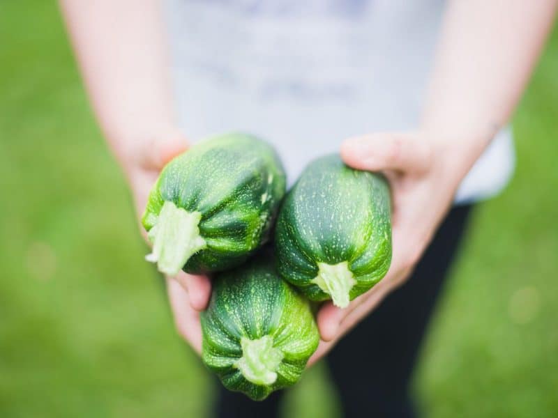 des courgettes bio