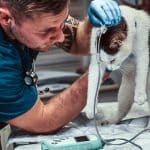 Urgence vétérinaire au Mans : comment réagir quand son animal ne va pas bien ?