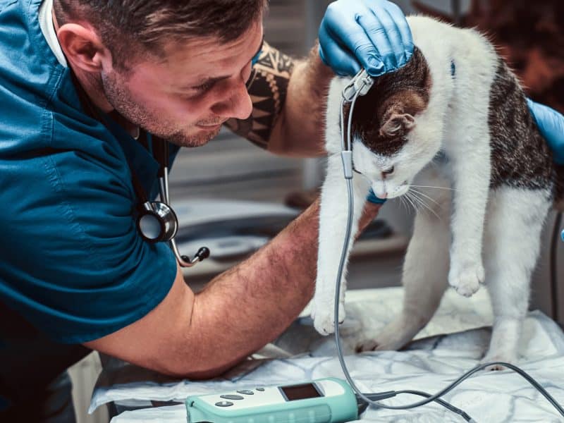 Urgence vétérinaire au Mans : comment réagir quand son animal ne va pas bien ?