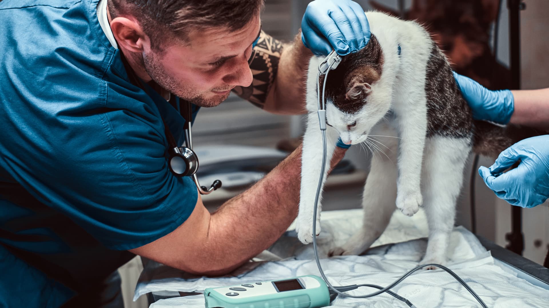 Urgence vétérinaire au Mans : comment réagir quand son animal ne va pas bien ?